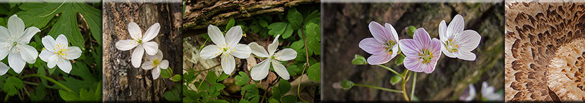 Nature Celebrates Spring