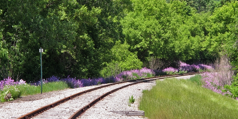 Tracks and Phlox