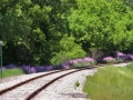 Tracks and Phlox