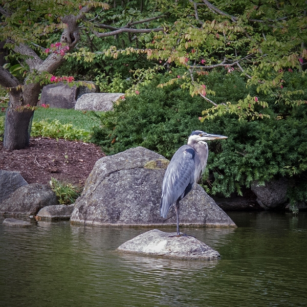 Anderson Japanese Garden