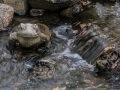 Anderson Japanese Garden
