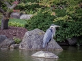 Anderson Japanese Garden