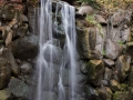 Anderson Japanese Garden