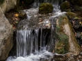 Anderson Japanese Garden