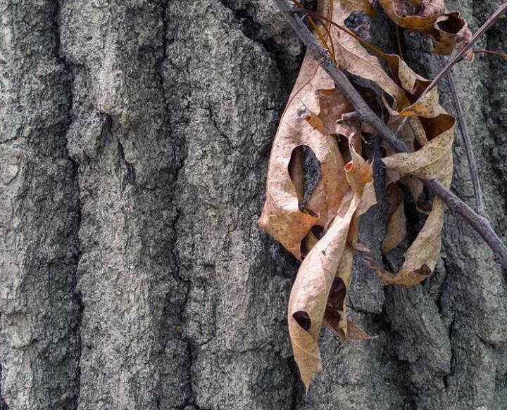 Colors, Lines, Shapes, and Textures