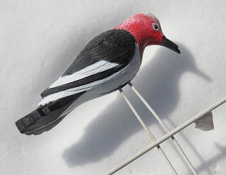 Snowy Woodpecker