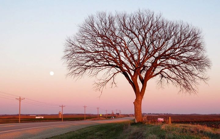 Tree and full moon, US-18, southwest Wisconsin