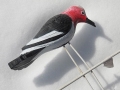 Snowy Woodpecker