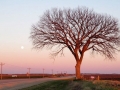 Tree and full moon, US-18, southwest Wisconsin
