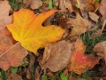 Fall in Wisconsin
