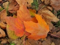 Fall in Wisconsin
