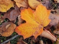Fall in Wisconsin