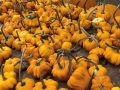 Fall in Wisconsin