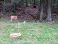 IMG_5967_Reduced