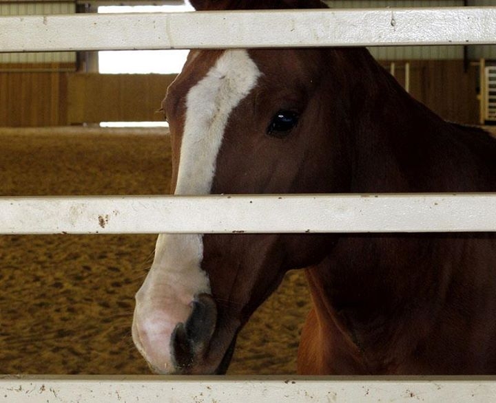 Seabiscuit?