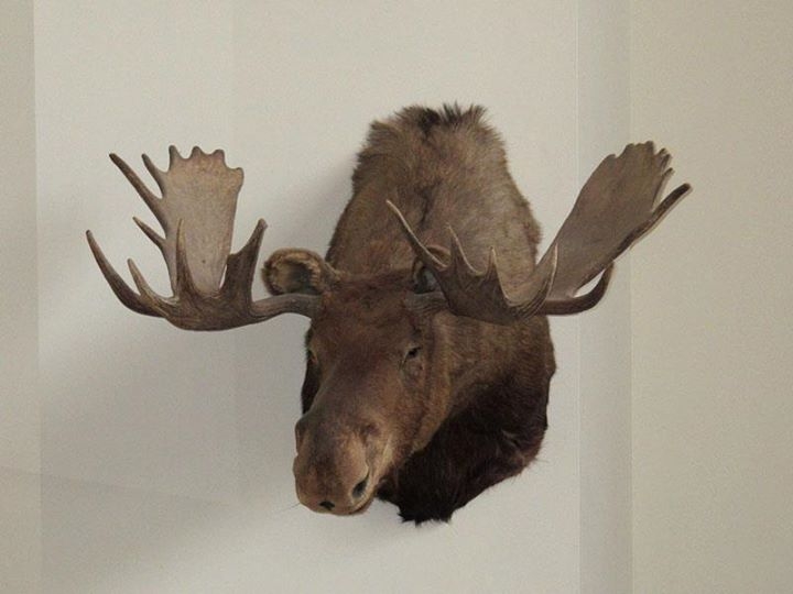 Bullwinkle