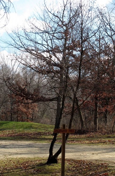 Ironwood Tree