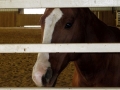 Seabiscuit?