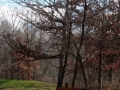 Ironwood Tree