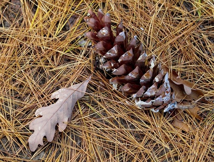 Autumn Glory on the Forest Floor