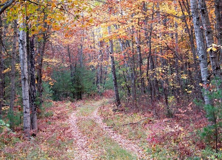 Backwoods Trail - Leota, Michigan