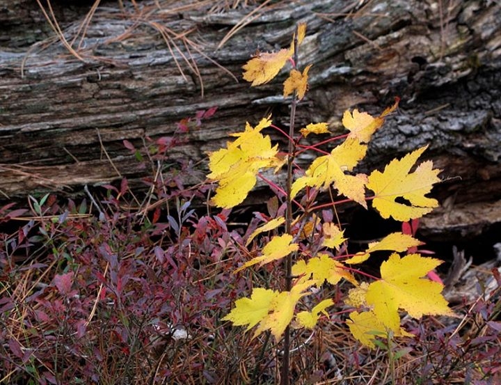 Autumn Glory on the Forest Floor