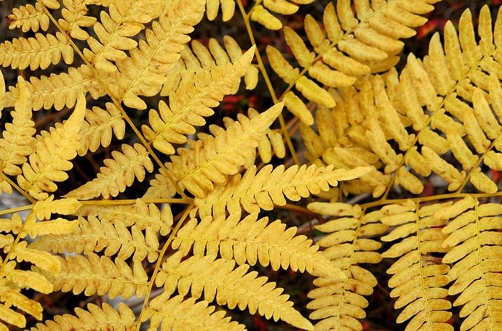 Autumn Glory on the Forest Floor
