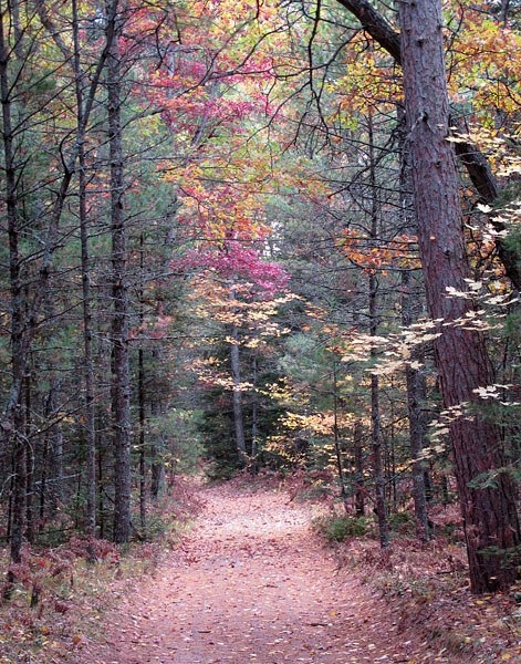 Backwoods Trail - Leota, Michigan