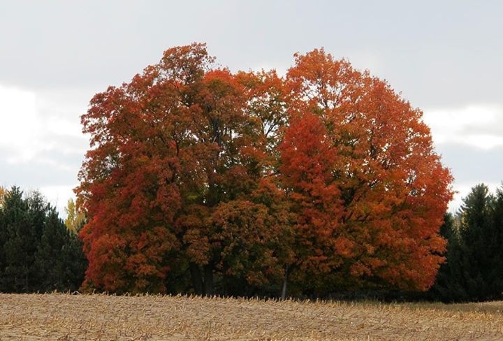Along Michigan Highways
