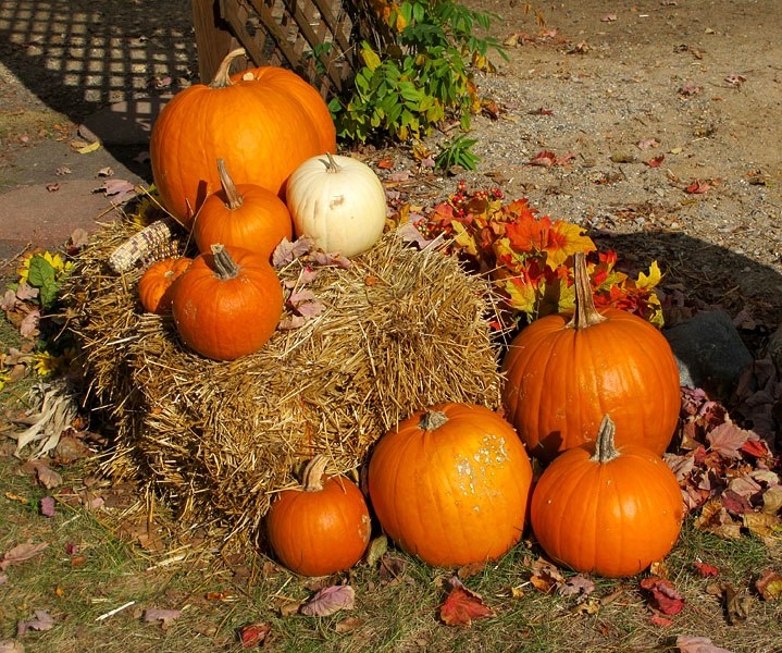The Fruitful Orchard & Cider Mill