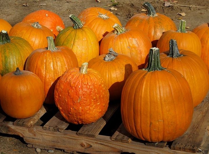 The Fruitful Orchard & Cider Mill