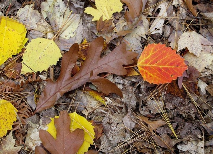 Autumn Glory on the Forest Floor