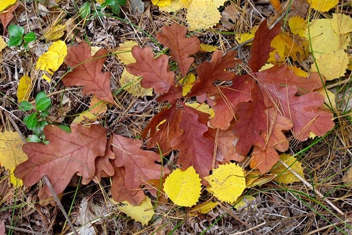 Autumn Glory on the Forest Floor