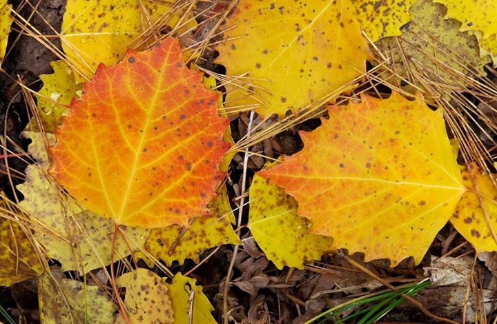 Autumn Glory on the Forest Floor