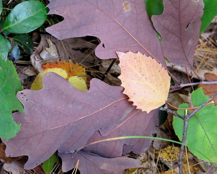 Autumn Glory on the Forest Floor