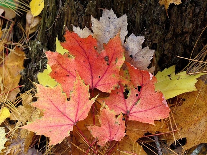 Autumn Glory on the Forest Floor