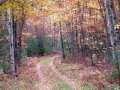 Backwoods Trail - Leota, Michigan