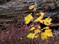 Autumn Glory on the Forest Floor