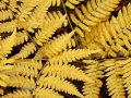 Autumn Glory on the Forest Floor