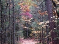 Backwoods Trail - Leota, Michigan