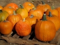 The Fruitful Orchard & Cider Mill