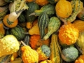 The Fruitful Orchard & Cider Mill