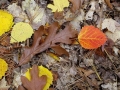 Autumn Glory on the Forest Floor