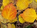 Autumn Glory on the Forest Floor
