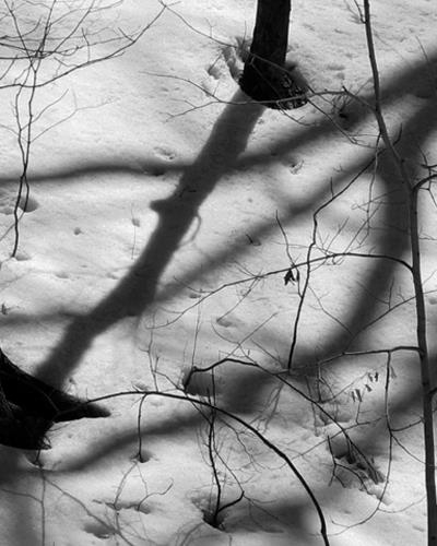 Shadows