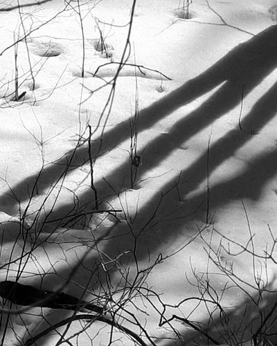 Shadows