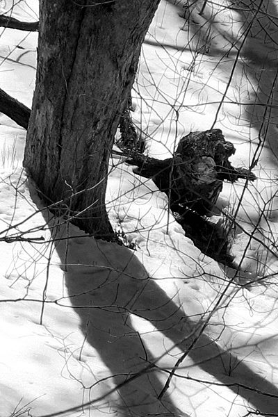 Shadows