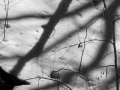 Shadows