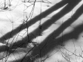 Shadows