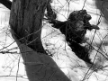 Shadows